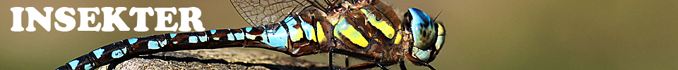 Insekter