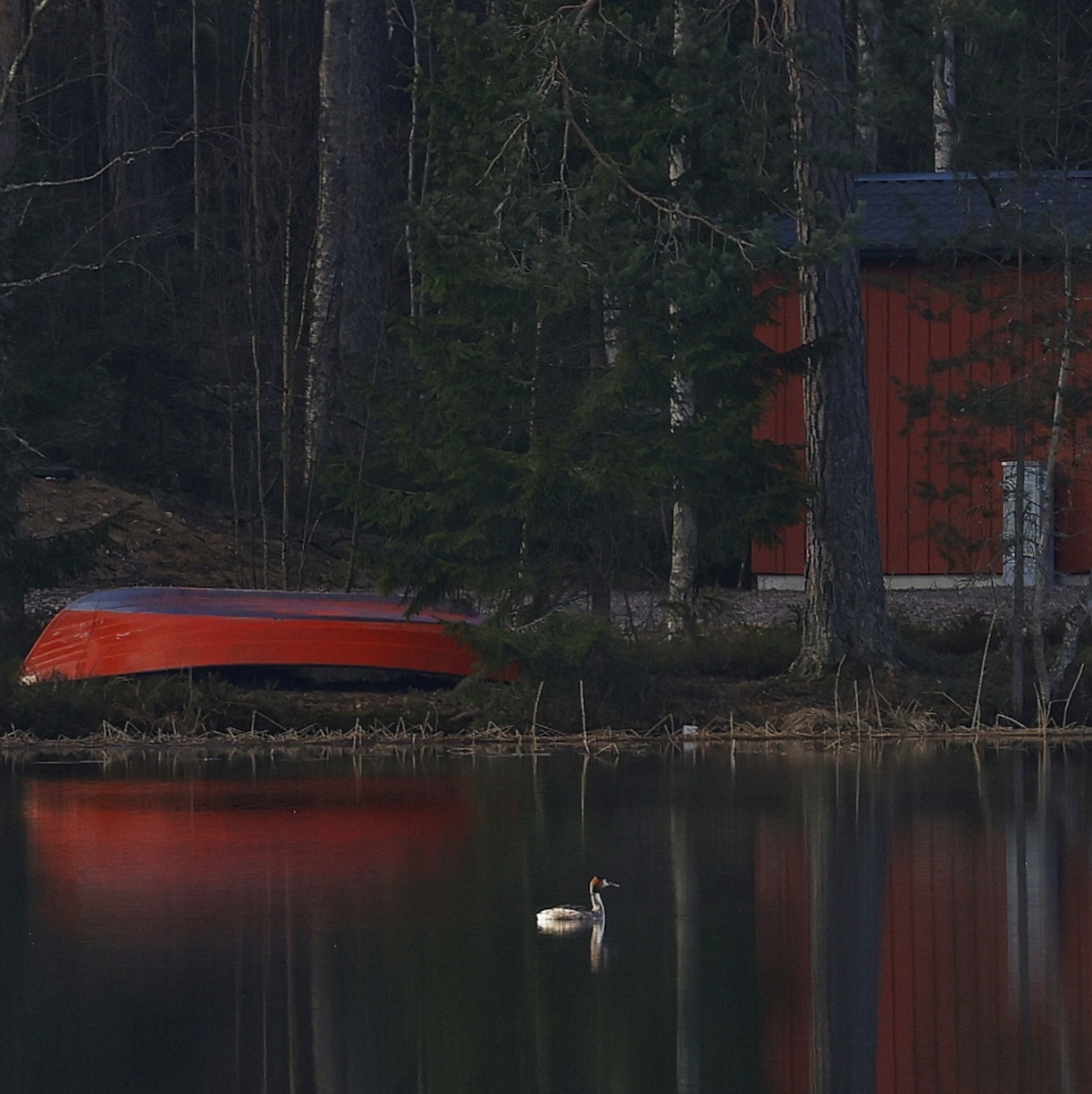 Morgon Med Dimma Fotosidan