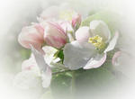 Apple blossom white