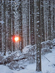 Tretåns skog.