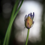 Agapanthus praecox