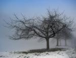 Äppelträd i dimma/Apple Tree in mist/Apfelbaum im Nebel