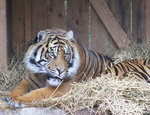 Tiger med attityd.