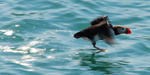 Lunnefågel som lyfter (Atlantic Puffin el. Lundi)