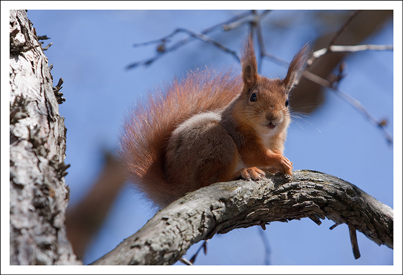 Postad bild