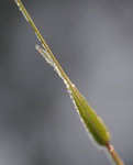 Frostigt gr&auml;sstr&aring;
