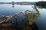 Lomsviken