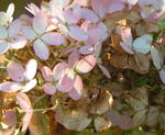 Syrenhortensia