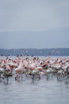 Lake Nakuru