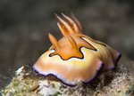 Chromodoris coi