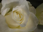 cream dream rose