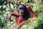 Orangutang i djungeln