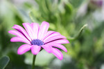Blomma