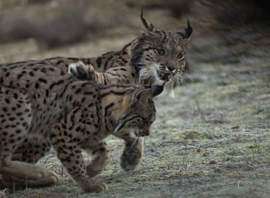 Chernobil seriyasidan porno fotosuratlar Men Artemda intim xizmatlar korsataman.