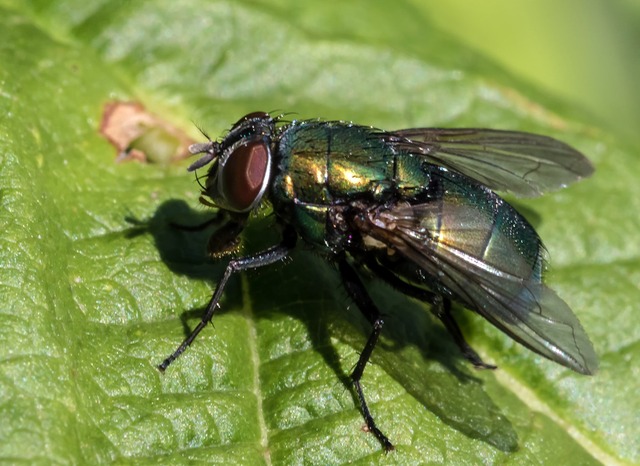 Fluga, harkrank och en söt en - Fotosidan