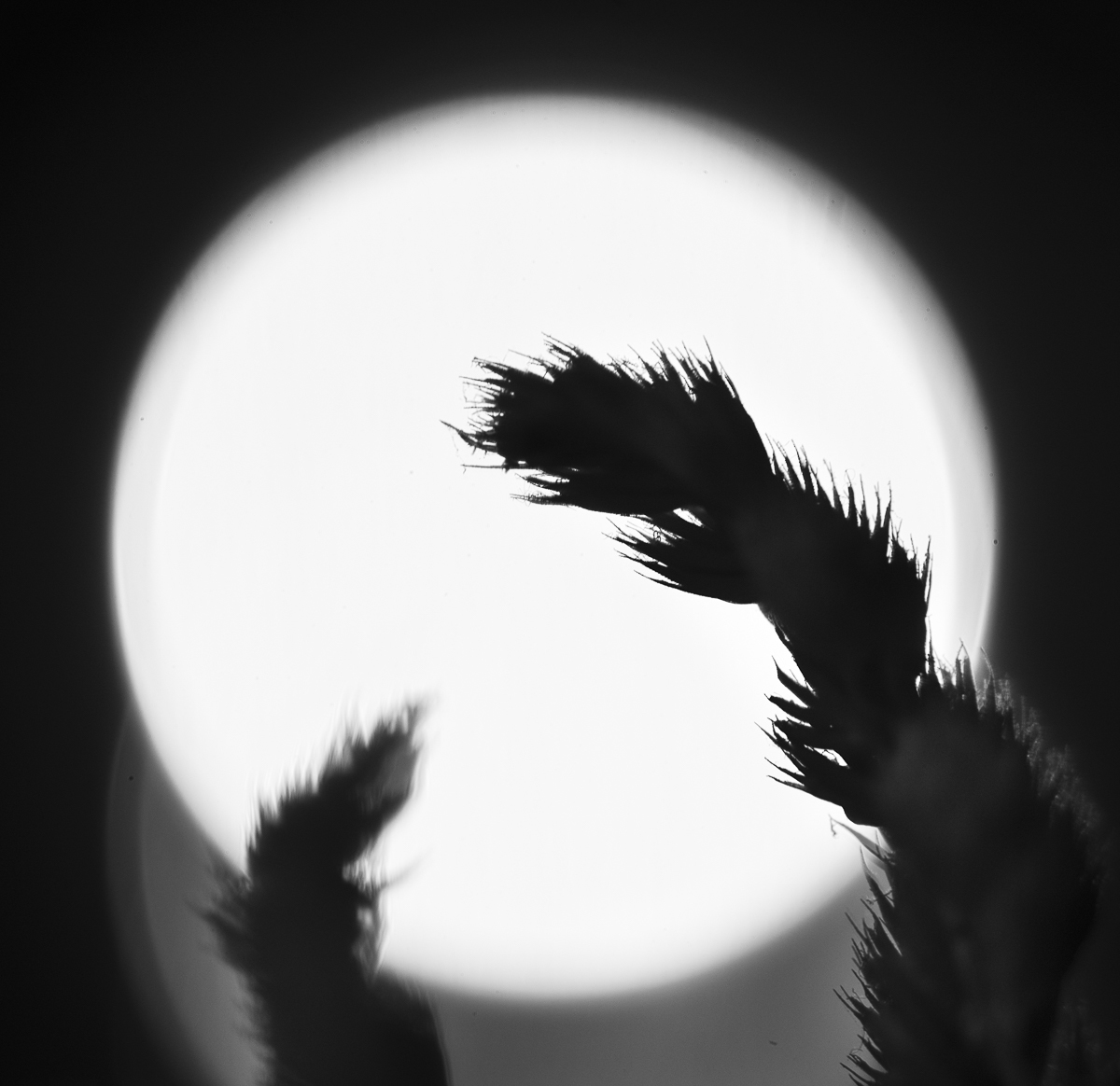 Siluetter den tjugoförsta oktober - Fotosidan