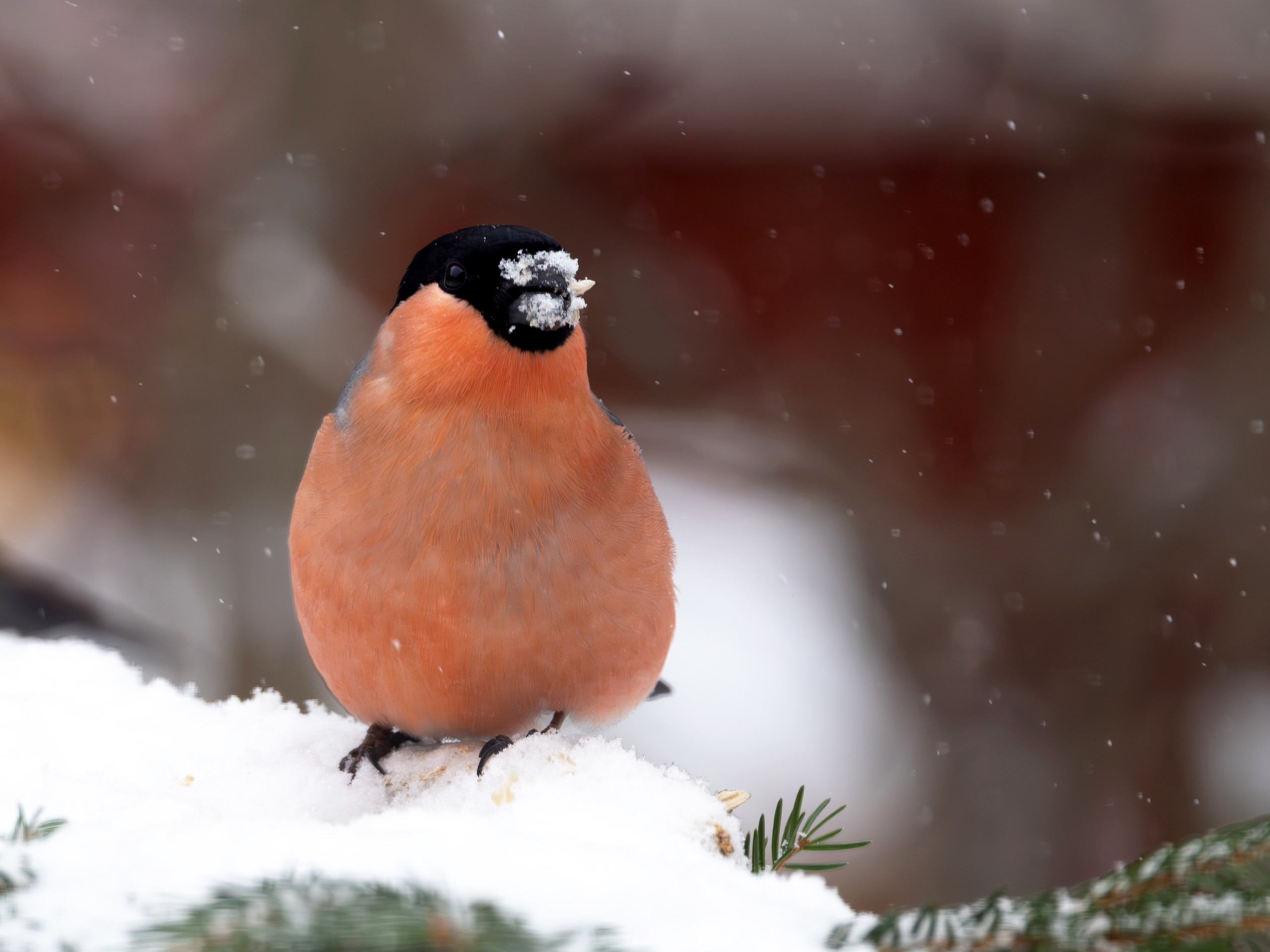 Det lackar mot jul Fotosidan