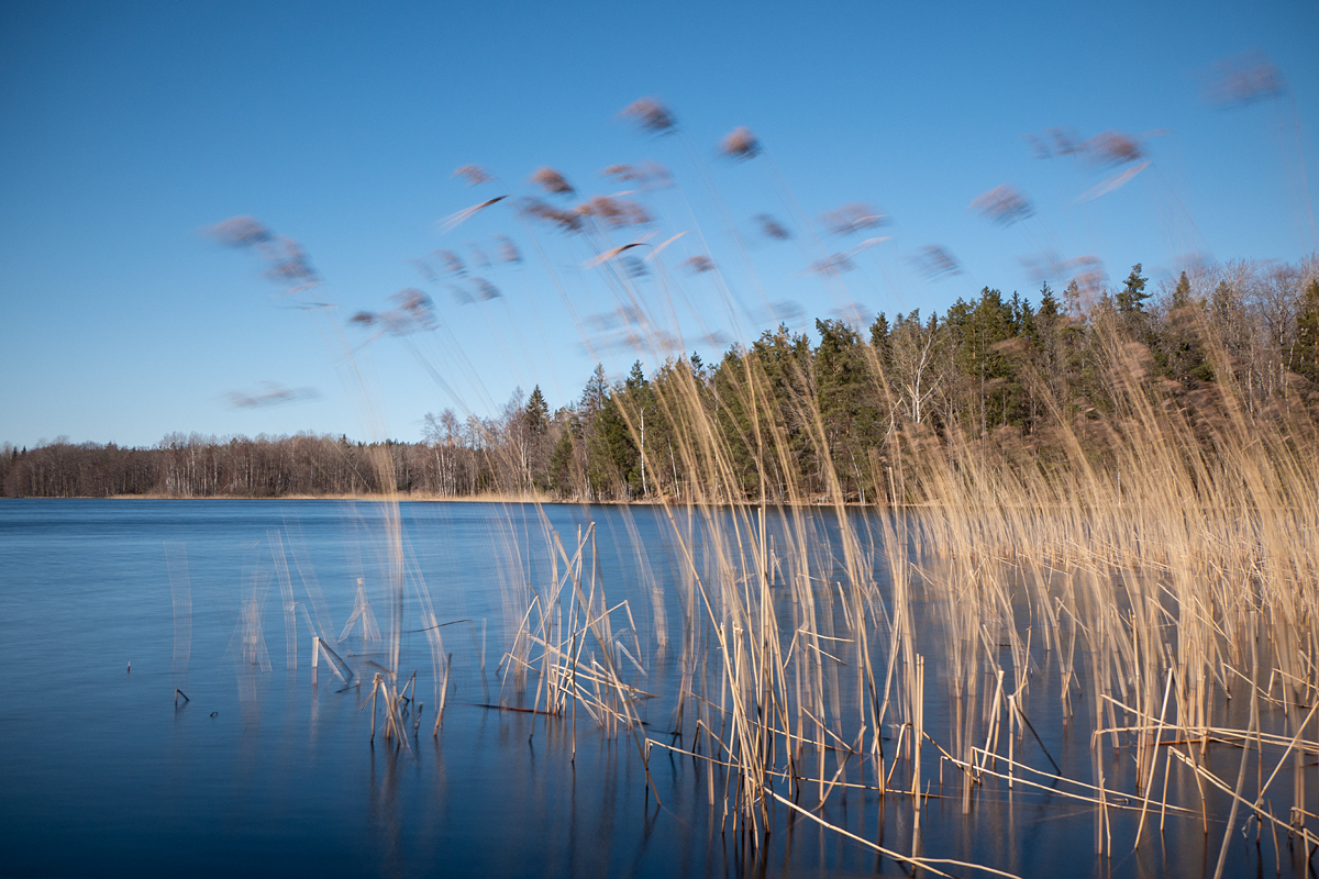 Svajande vass - Fotosidan