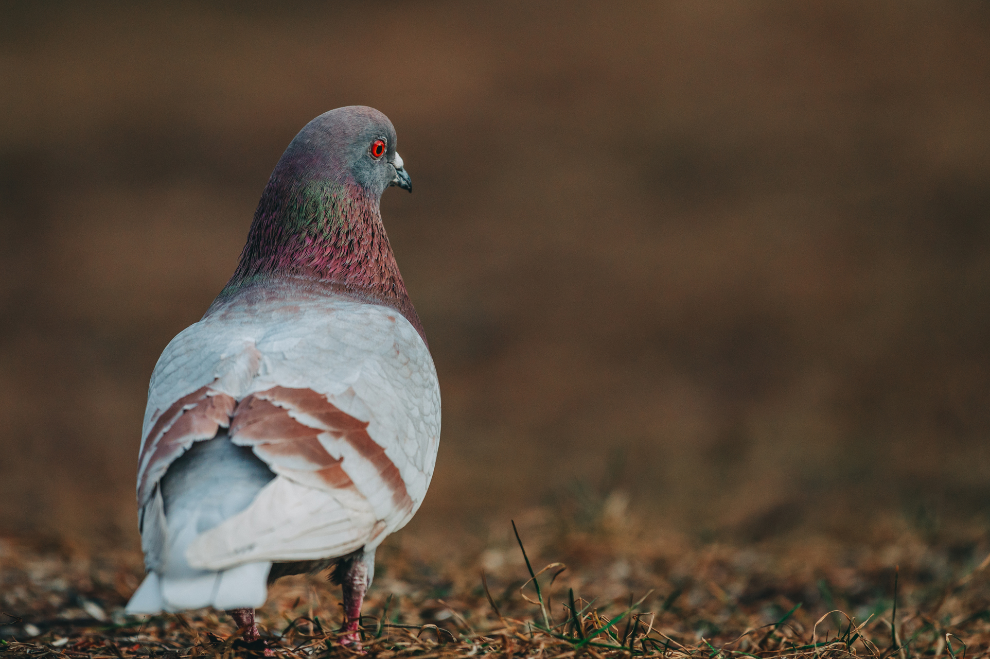 Porträtt på en tamduva - Fotosidan