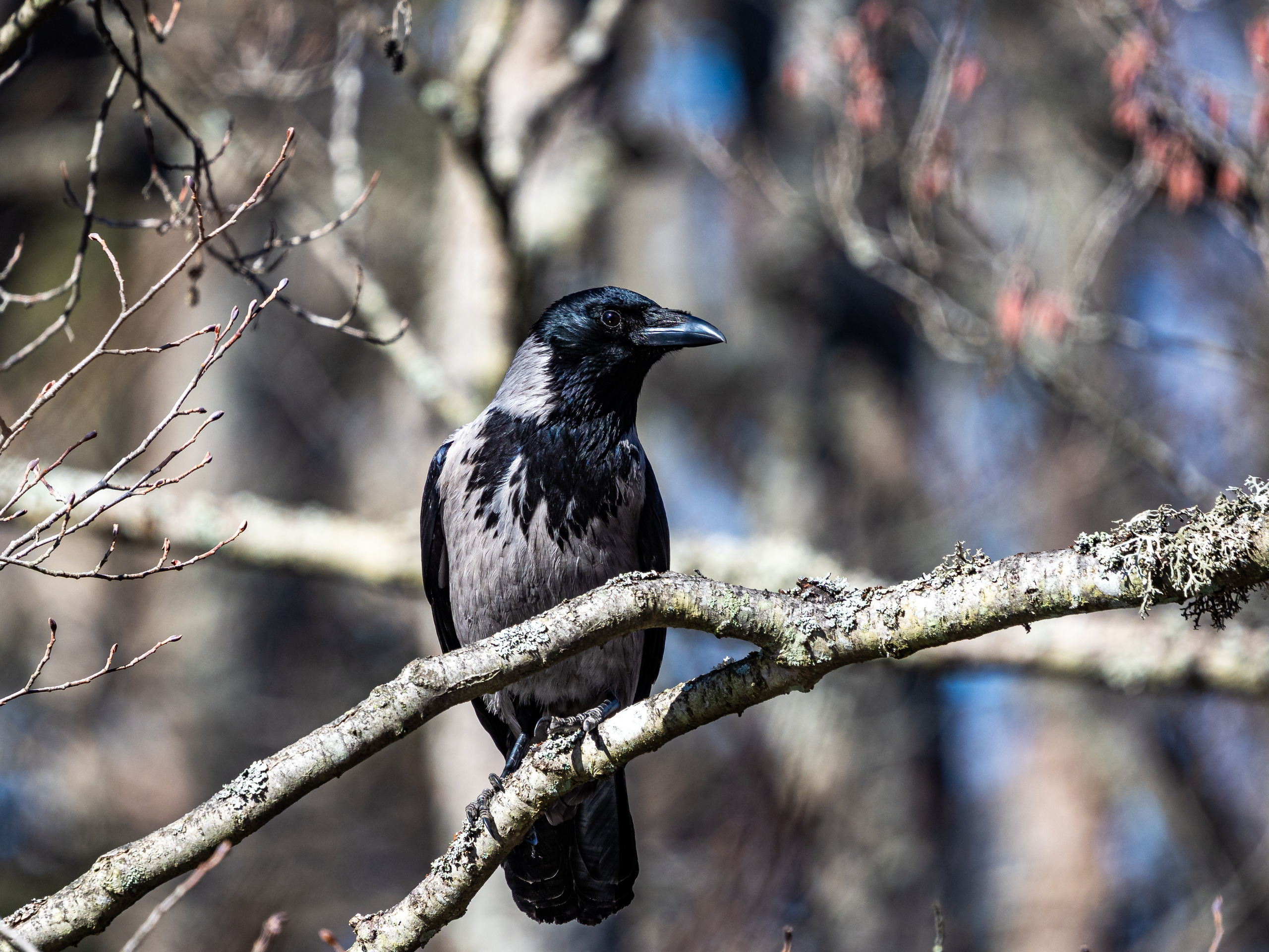 Prästens lilla kråkbild, och en som hamnat i knipa! - Fotosidan