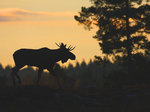 Tjuren drar sig ner mot skogen