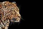 Leopard portrait