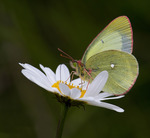 Svavelgul h&ouml;fj&auml;ril..