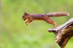 Squirrel in a jump