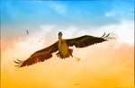 Flygande Pelikan