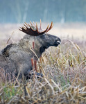 Moose running