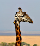 Giraff och oxpecker i symbios - Tanzania