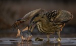 GREAT BITTERN