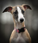 WHIPPET