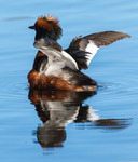 svarthakedopping - Rising