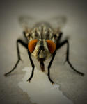 Diptera Parmigiano