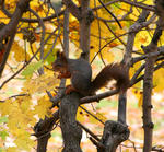 Ekorr'n satt i...buskaget