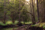 V&aring;rskog III