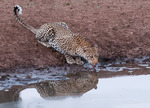 Törstig leopard