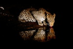 Leopard kiss by Night