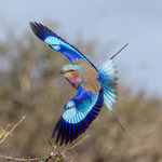 Lilabröstad blåkråka