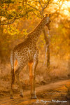 Giraff i solnedgång