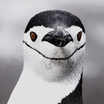 Chinstrap Penguin (hakremspingvin)