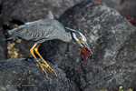 Yellow-crowned Night Heron