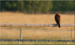 Buteo buteo  i morgonljus!