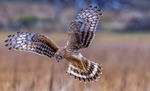 Angel, owl wings or just a harrier ;)