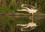 BLACK CROWNED NIGHT HERON
