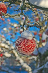 Frostigt vinter äpple