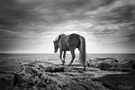 Islandshäst vid havet