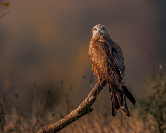 Black kite on a stick