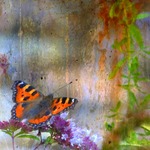 N&auml;sselfj&auml;ril